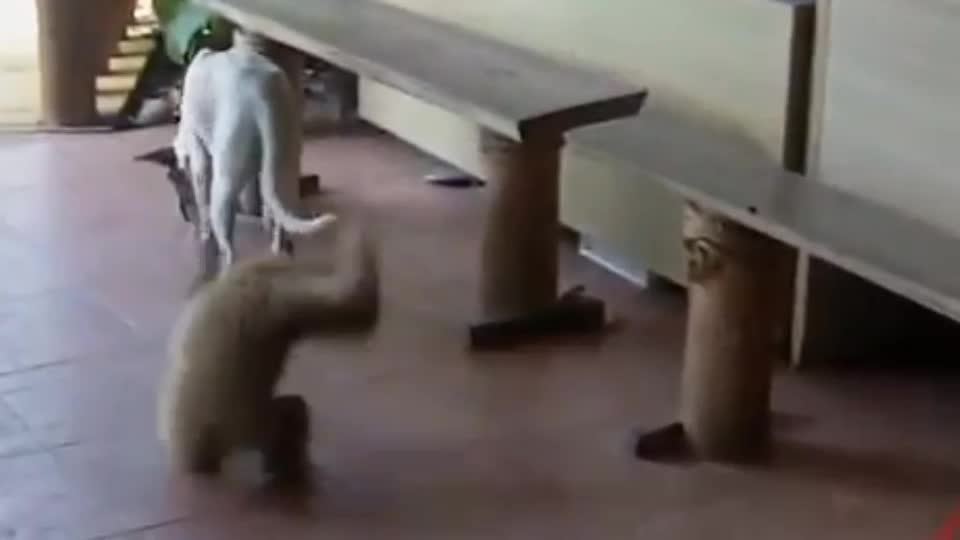 Monkey's annoyance to dogs