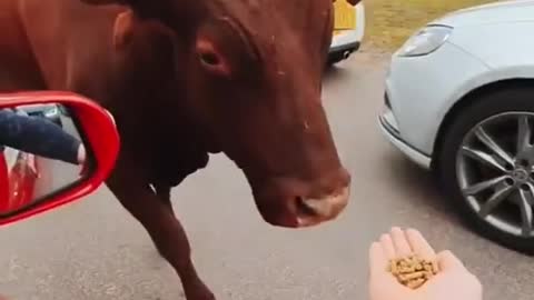 Cow with Big horn 😱 #shorts #cow #animals #amazing