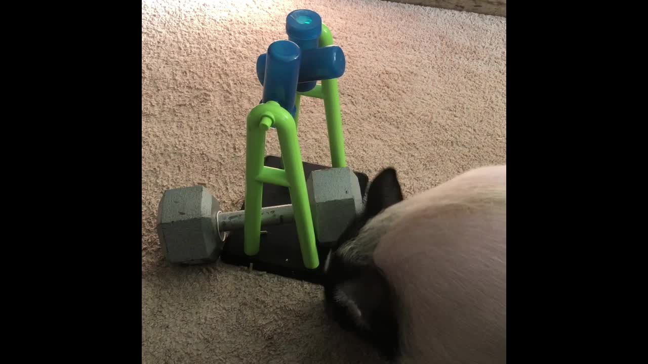 Clever pig quickly outsmarts his new toy