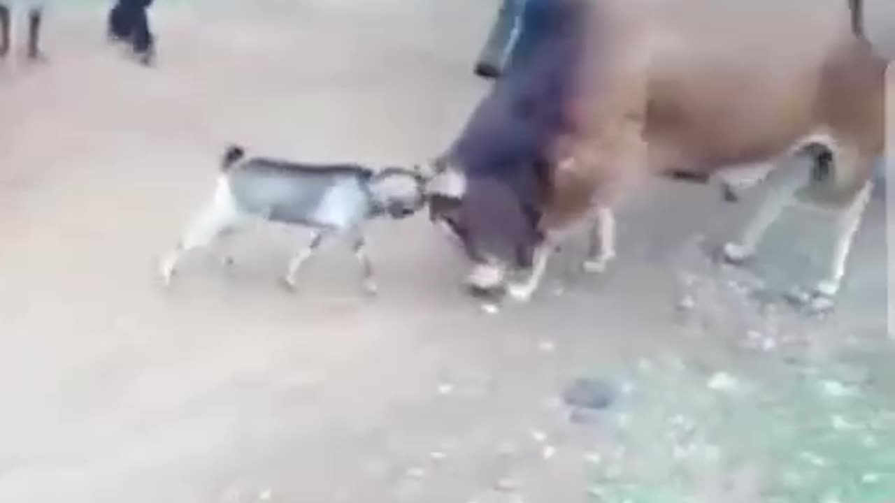 Bull vs Goat