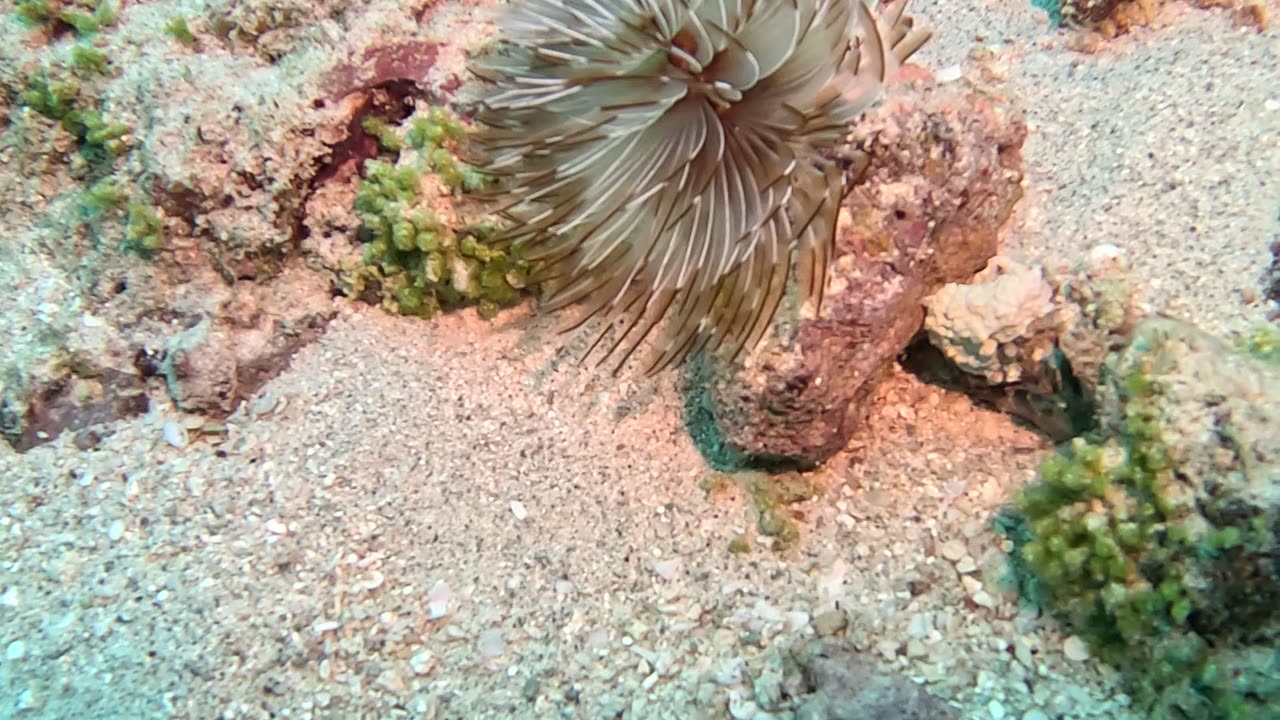 Sea Creatures Display Their Disappearing Act