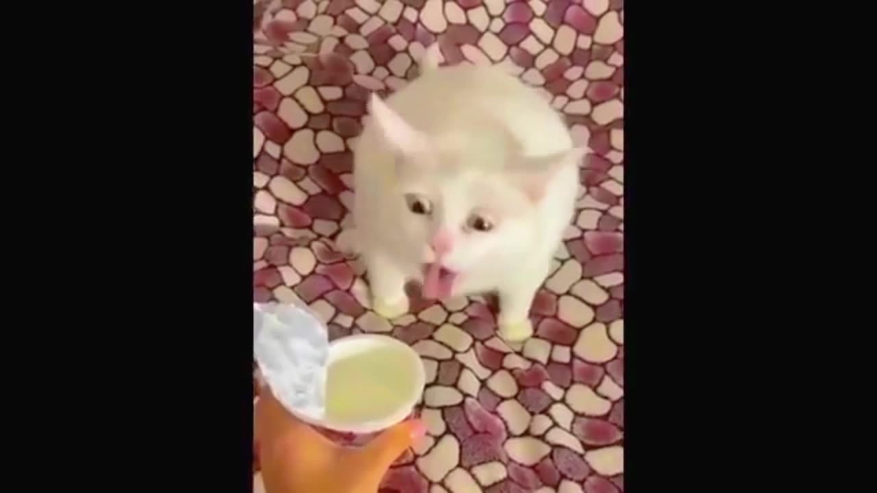 🤣Funny cat & dog video😂|| 🐈Cat & dog🐕|| cat & kitts|| #funny #cat #dog #vairal #pat