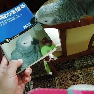 Smart parrot enjoyies reading a book