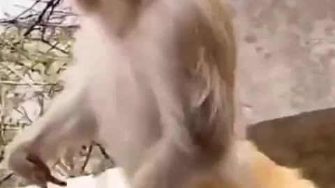 Monkey run fast fear his wife