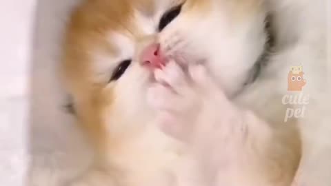 #cat