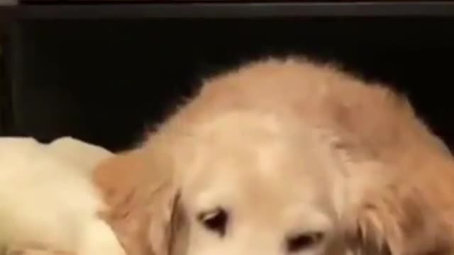 cute golden retriever, cute dog