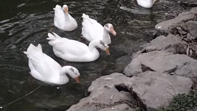 Cute Goose Videos Youtube By Kingdom of Awais