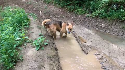 The dog is playing in the water 💦 | Bulldog | dog video | animals video | wildlife