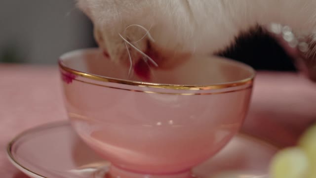 Wow, lovely cat drinking from a glass of water, it's very funny