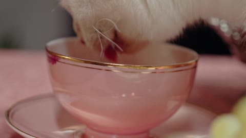 Wow, lovely cat drinking from a glass of water, it's very funny