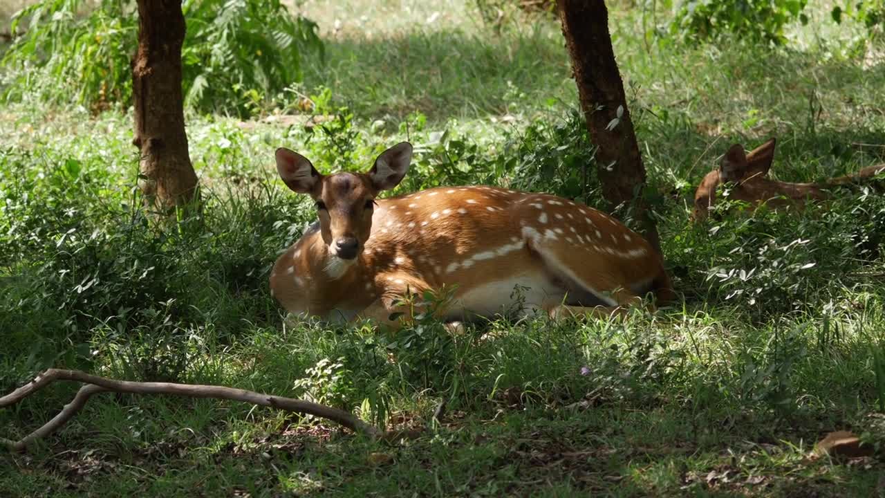 Shot of deer with white spots sitting on grass, Chital deer video clip