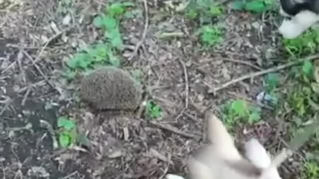 Hedgehog hunting