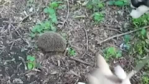 Hedgehog hunting