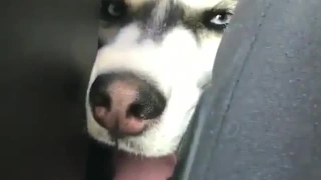 The dog in the car.