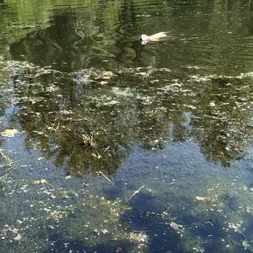 Golden Retriever swimming in the river
