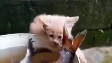 This is a beautiful and charming water-dwelling species