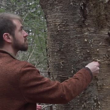 Survival Skills: 3 Great Sources of Tinder