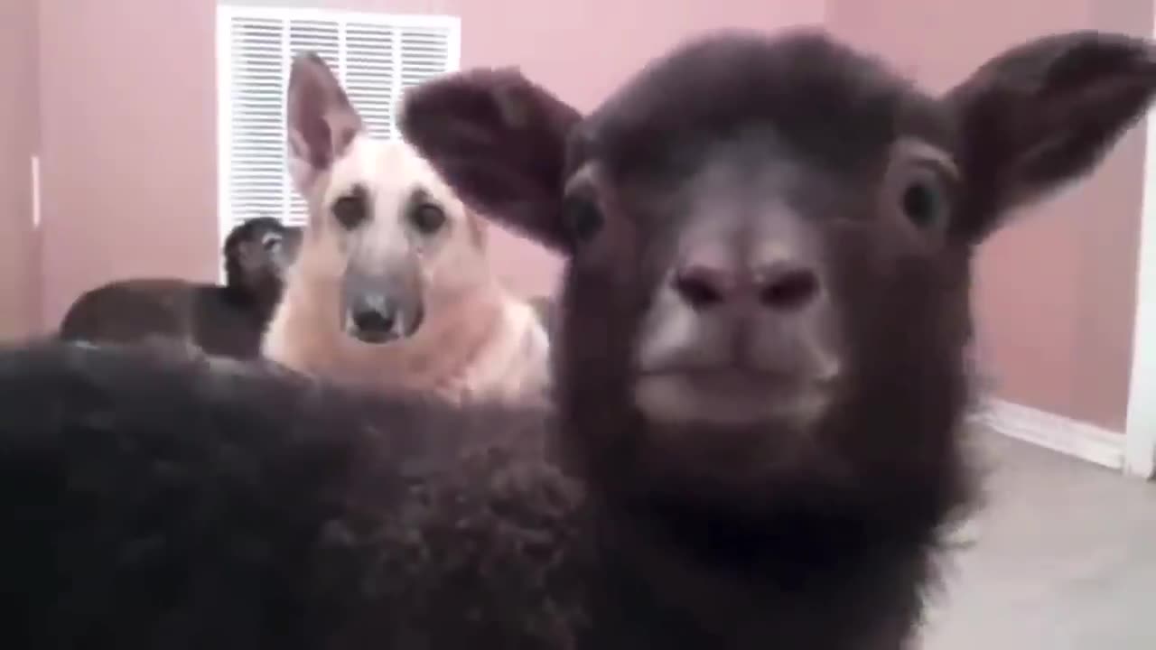 Goats Screaming Like Humans