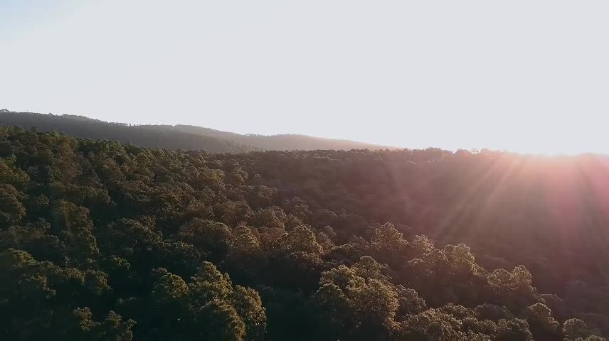 Sun rays over forest treetops