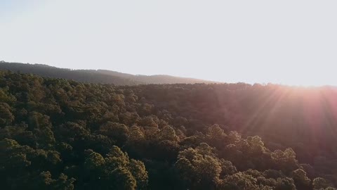 Sun rays over forest treetops