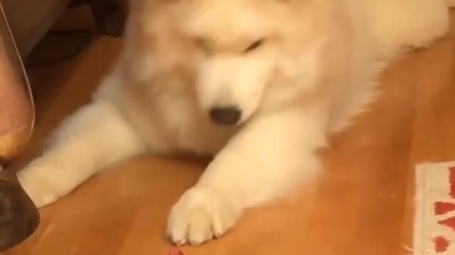 Samoyed has epic response to strawberry