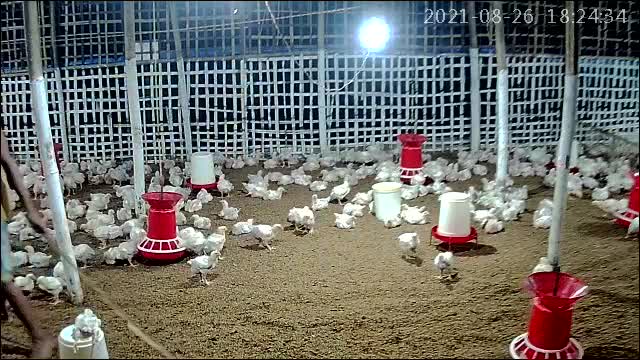 Poultry farm