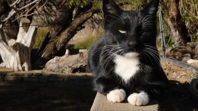 Cute cat 🐈 || funny video