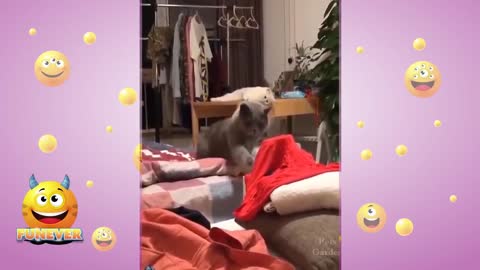 funny dog and cat videos