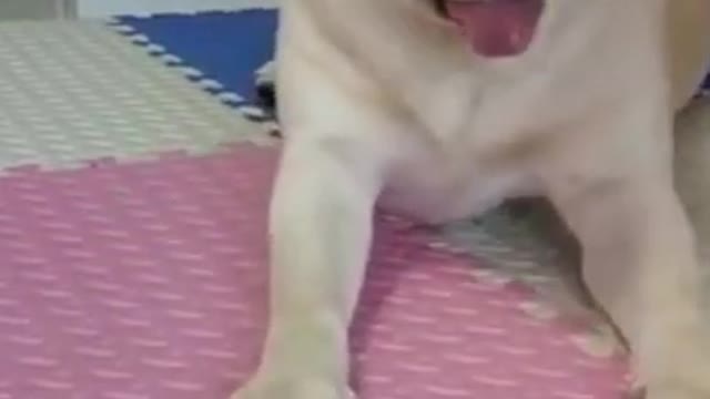 funny animals like cats and dogs