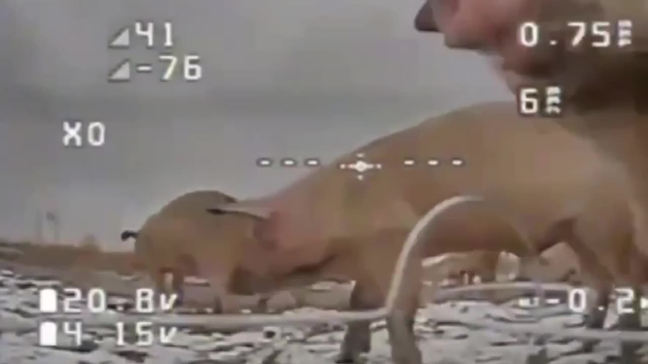 Group of pigs comes to inspect a Ukrainian FPV drone lying in wait to ambush