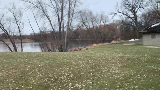 peaceful time at the park watching ducks