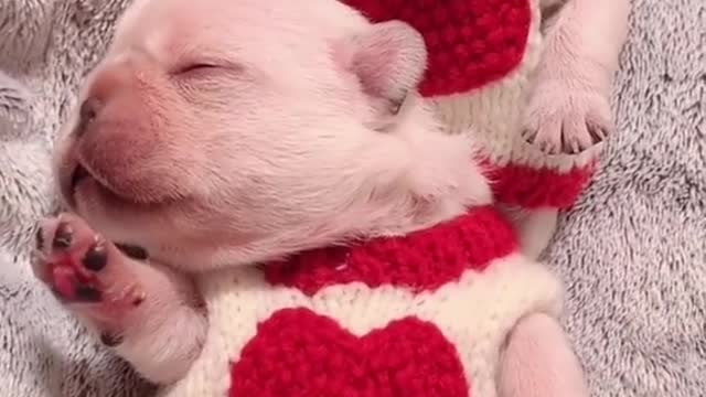 lovely baby frenchie