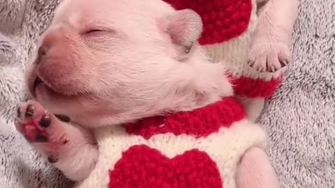 lovely baby frenchie