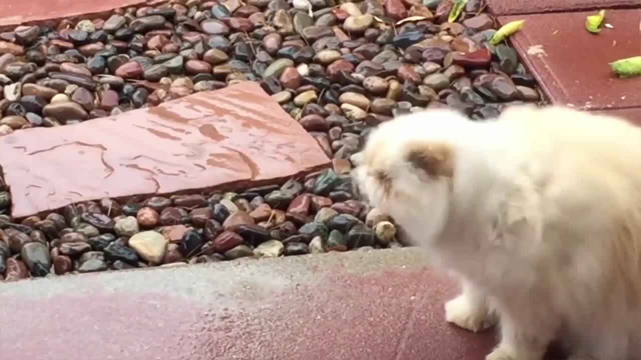 Funny Cats Will Make You Laugh For Hours NEW 2022 compilation