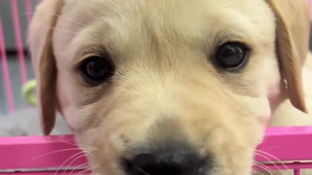 Labrador lovely daily life Pt.11