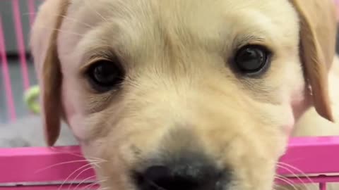 Labrador lovely daily life Pt.11