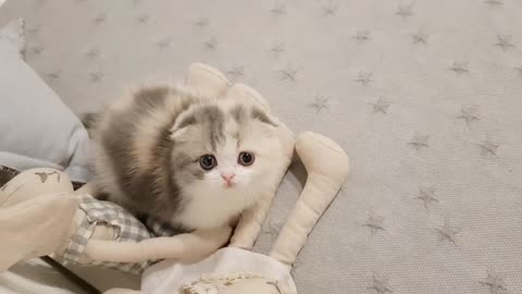 Short Legs Cute Kitten Video