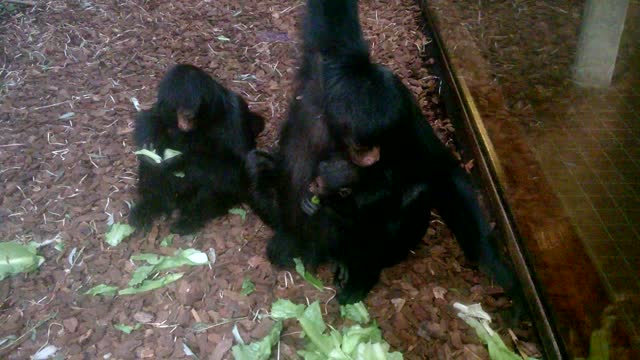 Mother and Child Munching on Lettuce