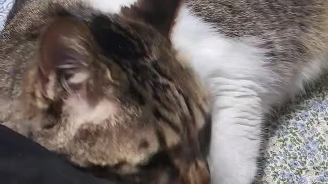 cat licking me