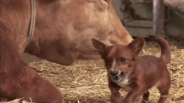 Cow Gets Separated From The Dog That She Raised