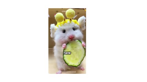 animal love funny