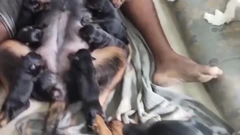 Given Birth many cute puppies 🐶