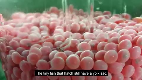 How to Raise Millions of Atlantic Salmon on Sea Farm - Salmon Processing in Fish Factory