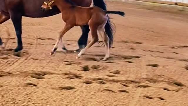 Riding a horse that you bred and raised is a feeling like none other❤️