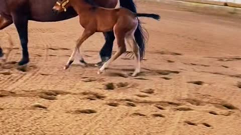 Riding a horse that you bred and raised is a feeling like none other❤️