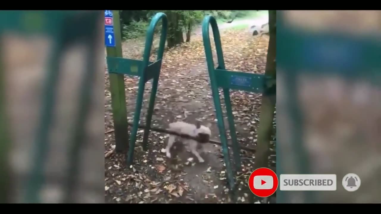 Funny Animal Videos