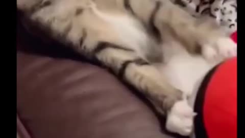 Funny animal -funny cat 🐈