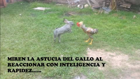 La pelea del siglo conejo vs gallo