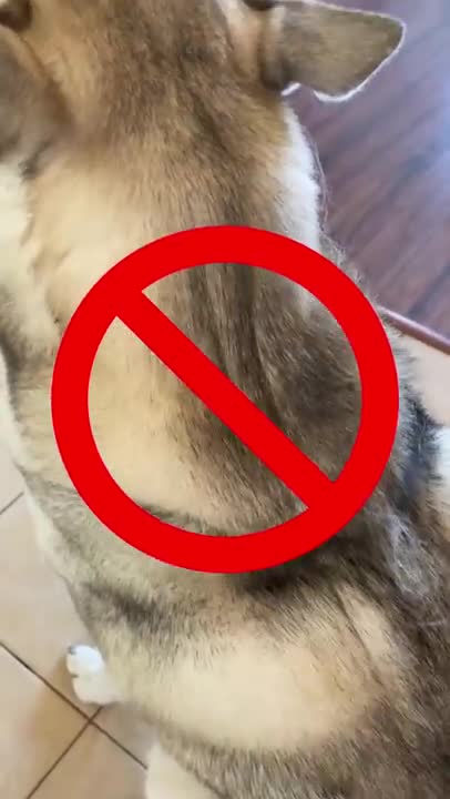 HOW TO MAKE A HUSKY DOG SUPER SOFT