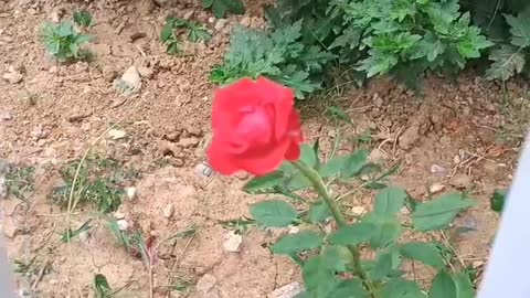 lonely rose